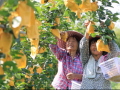 怎样运营认养果树，果树认养运营模式分析