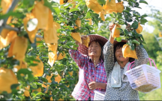 怎样运营认养果树，果树认养运营模式分析