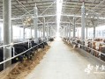 养鸡场运营管理方案，养鸡场运营管理方案范文